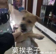 莫挨老子是什么梗 莫挨老子什么意思